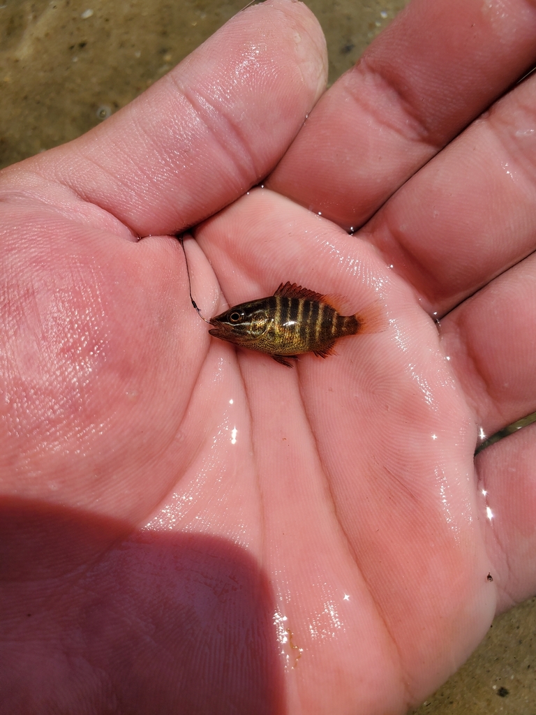 Schoolmaster snapper (Lutjanus apodus) — Lutjanidae