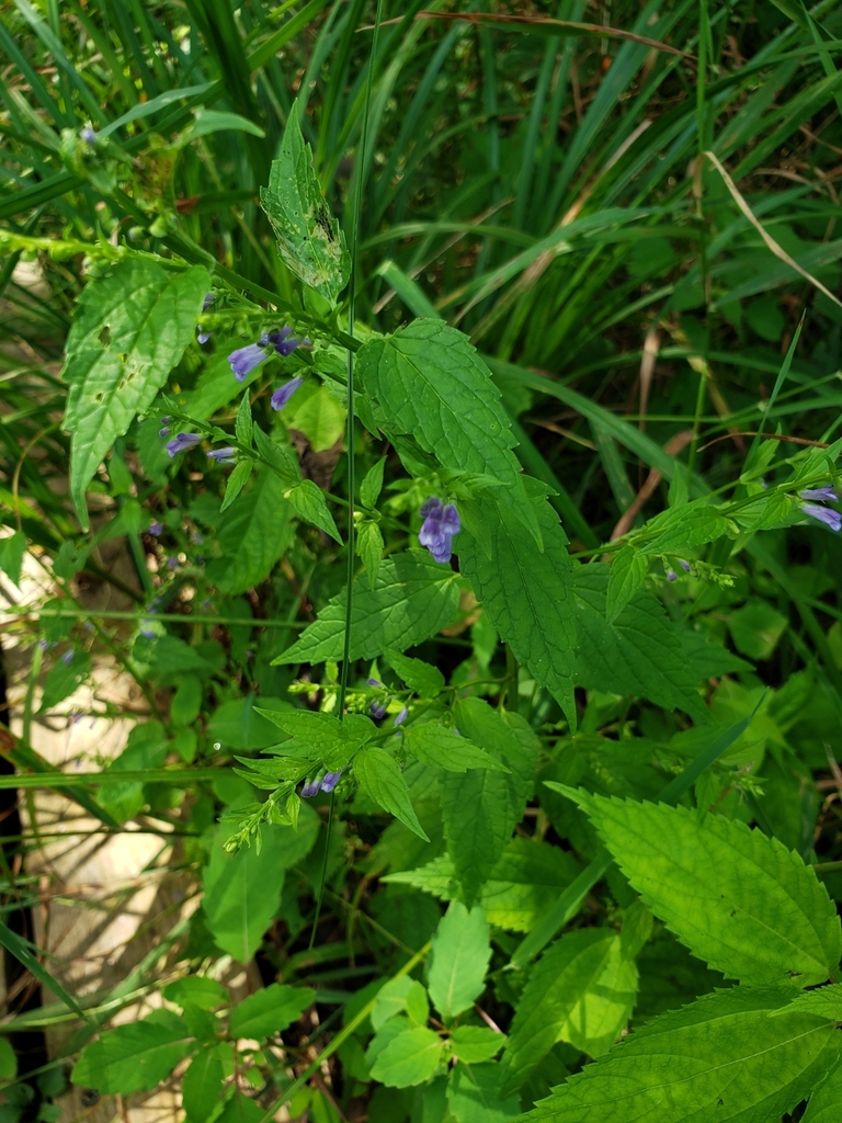 side-flowering skullcap from Veterans Memorial Park on July 29, 2023 at ...