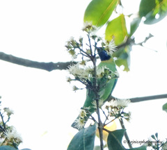 Chloropsis aurifrons