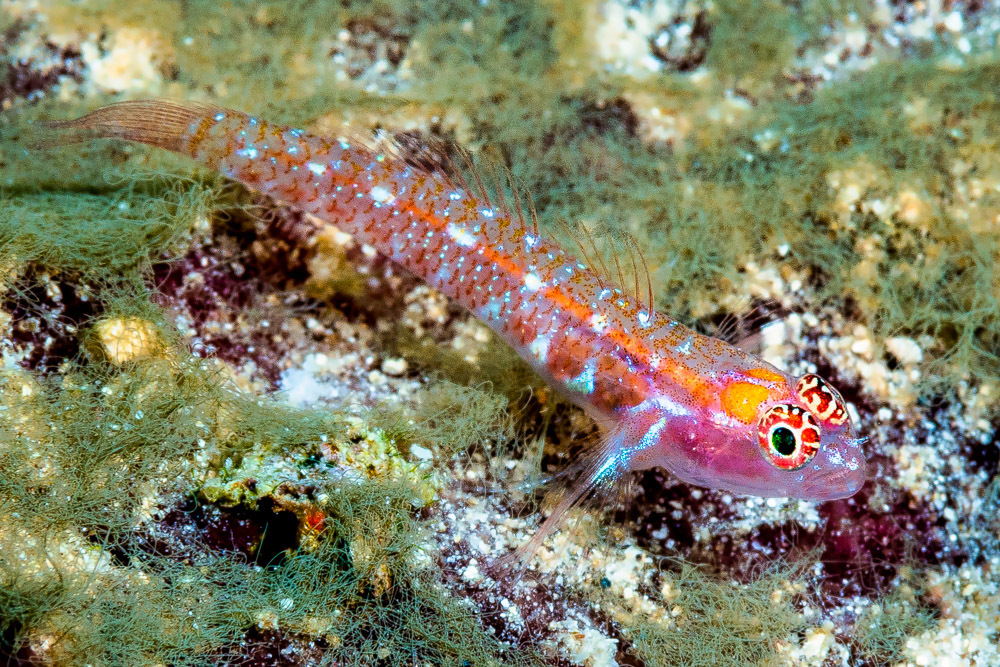 Twin Dwarfgoby