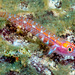 Twin Dwarfgoby - Photo (c) Francois Libert, some rights reserved (CC BY-NC), uploaded by Francois Libert