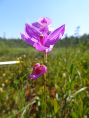 Calopogon tuberosus tuberosus