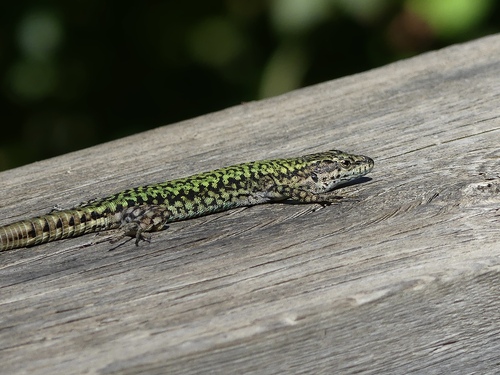 Andalusian wall lizard, photo 9 of 10