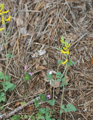 Corydalis micrantha