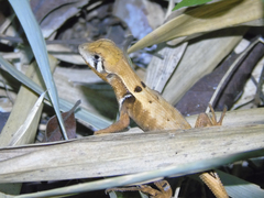 Stenocercus erythrogaster