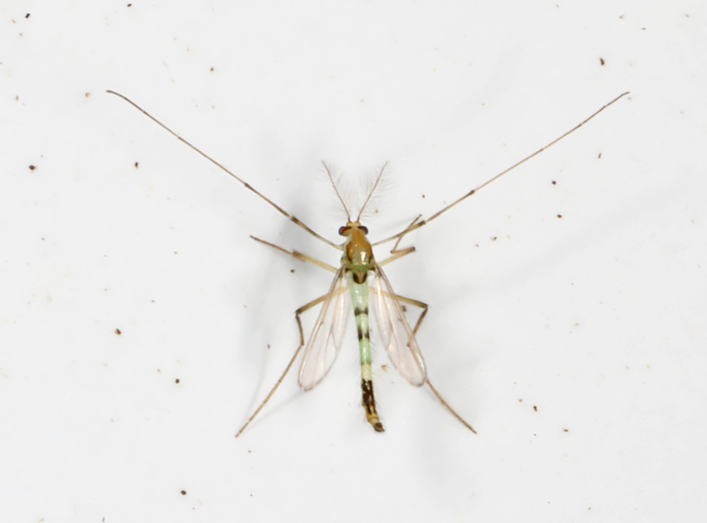 Stenochironomus aestivalis