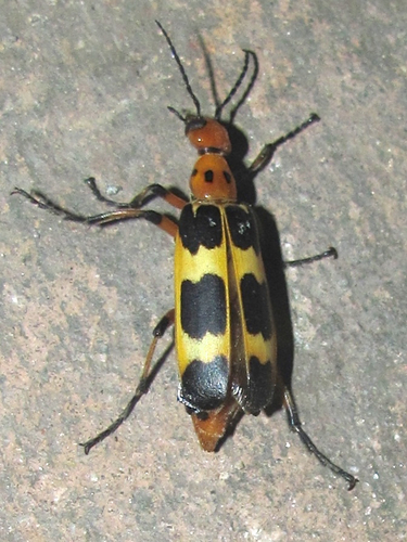 (Pyrota concinna)