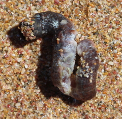 Thylacodes aotearoicus