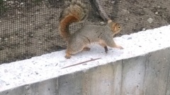 Sciurus niger