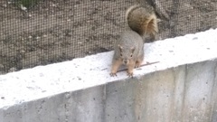 Sciurus niger