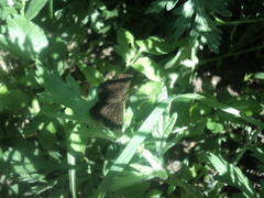 Staphylus ascalaphus