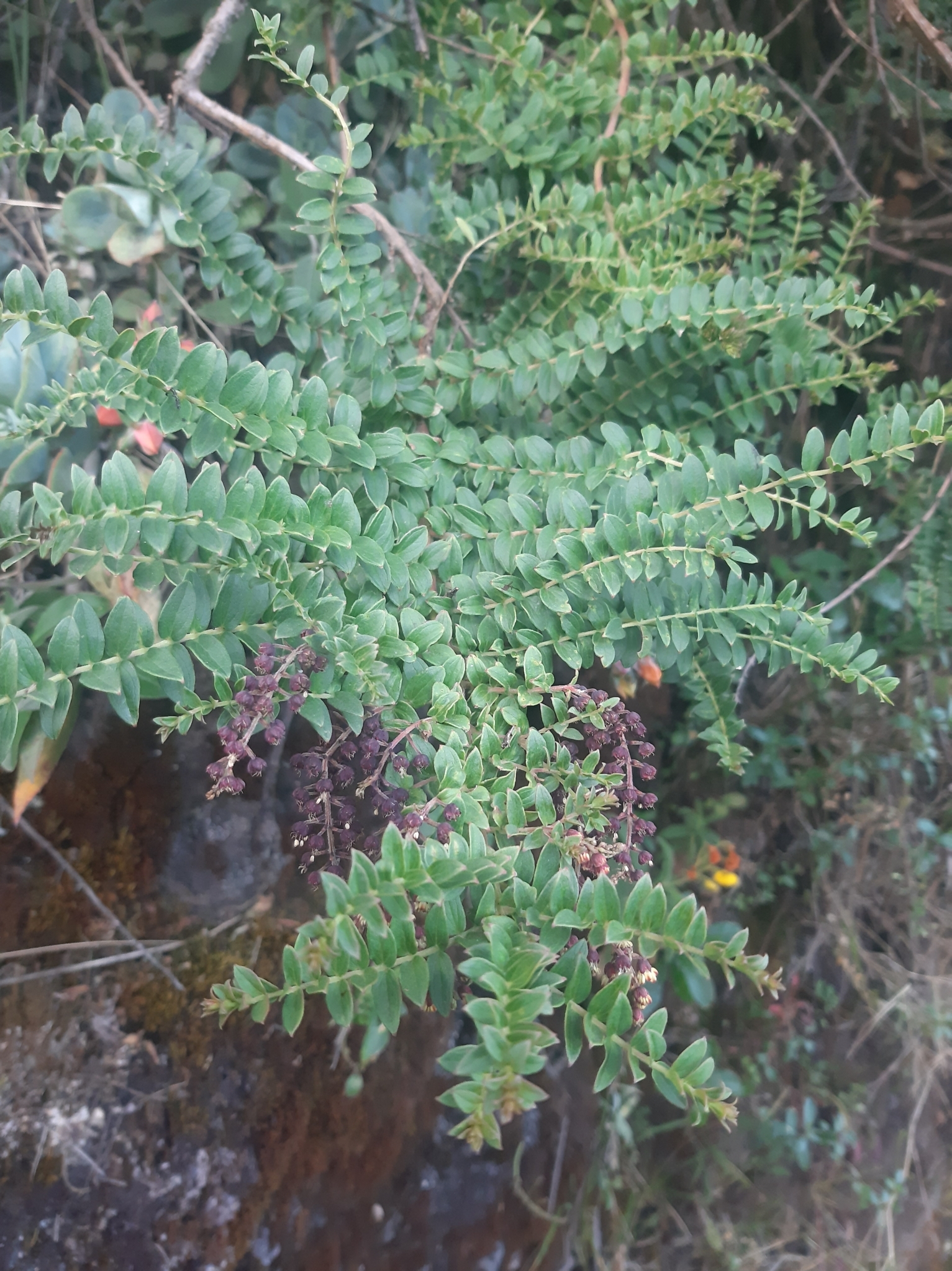 Coriariaceae image