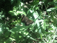 Staphylus ascalaphus