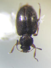 Corticarina minuta