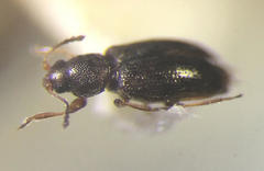 Corticarina minuta