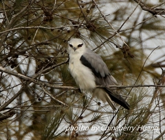 Elanus caeruleus vociferus