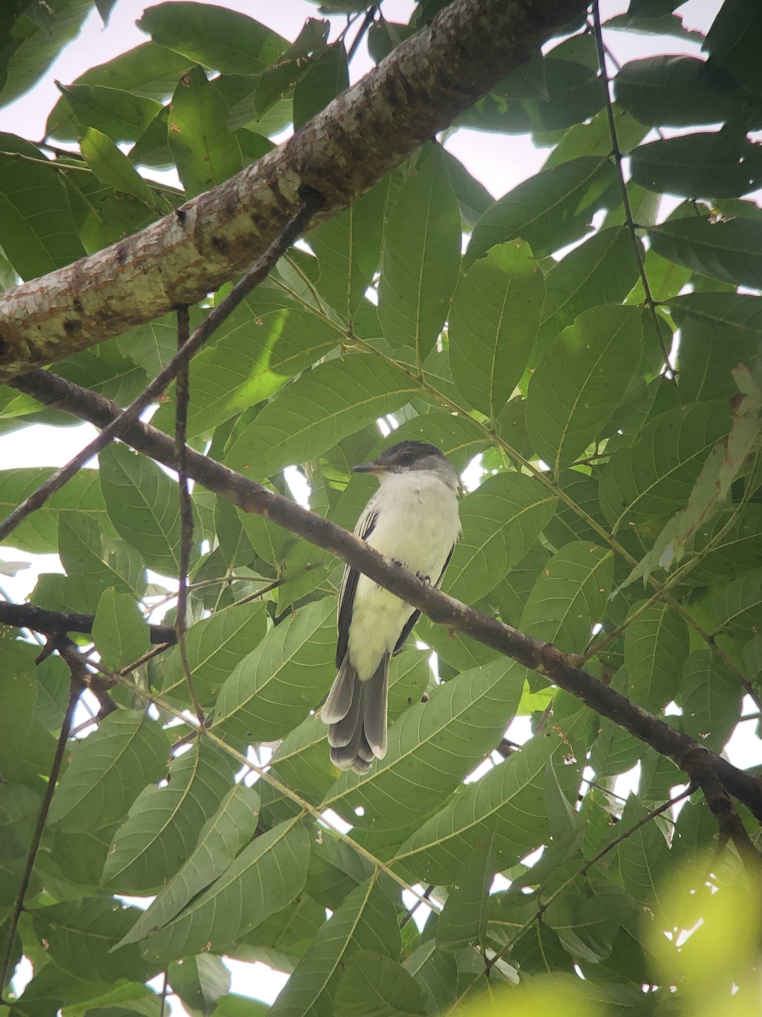 Choco Sirystes (Sirystes albogriseus)