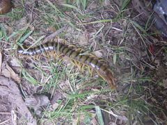 Ethmostigmus rubripes