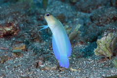 Yellowhead Jawfish photo 3
