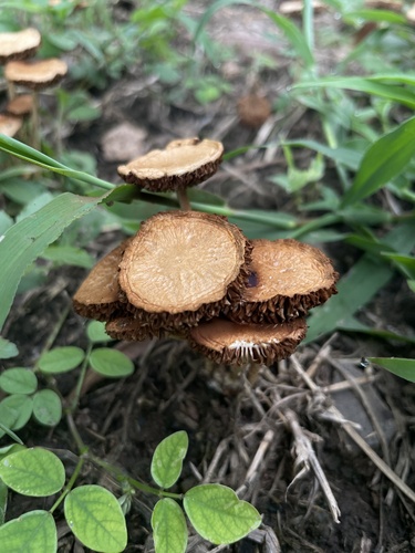 Agrocybe retigera