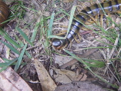 Ethmostigmus rubripes