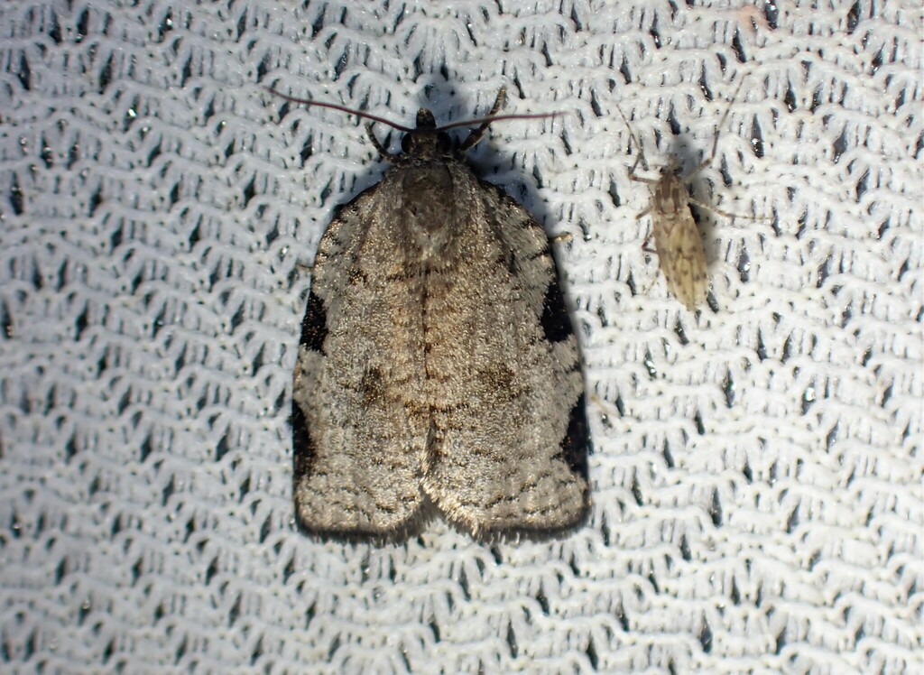 Lozotaenia costinotana