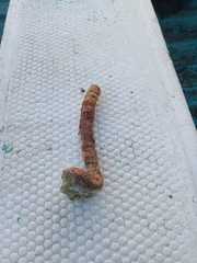Vermetoidea