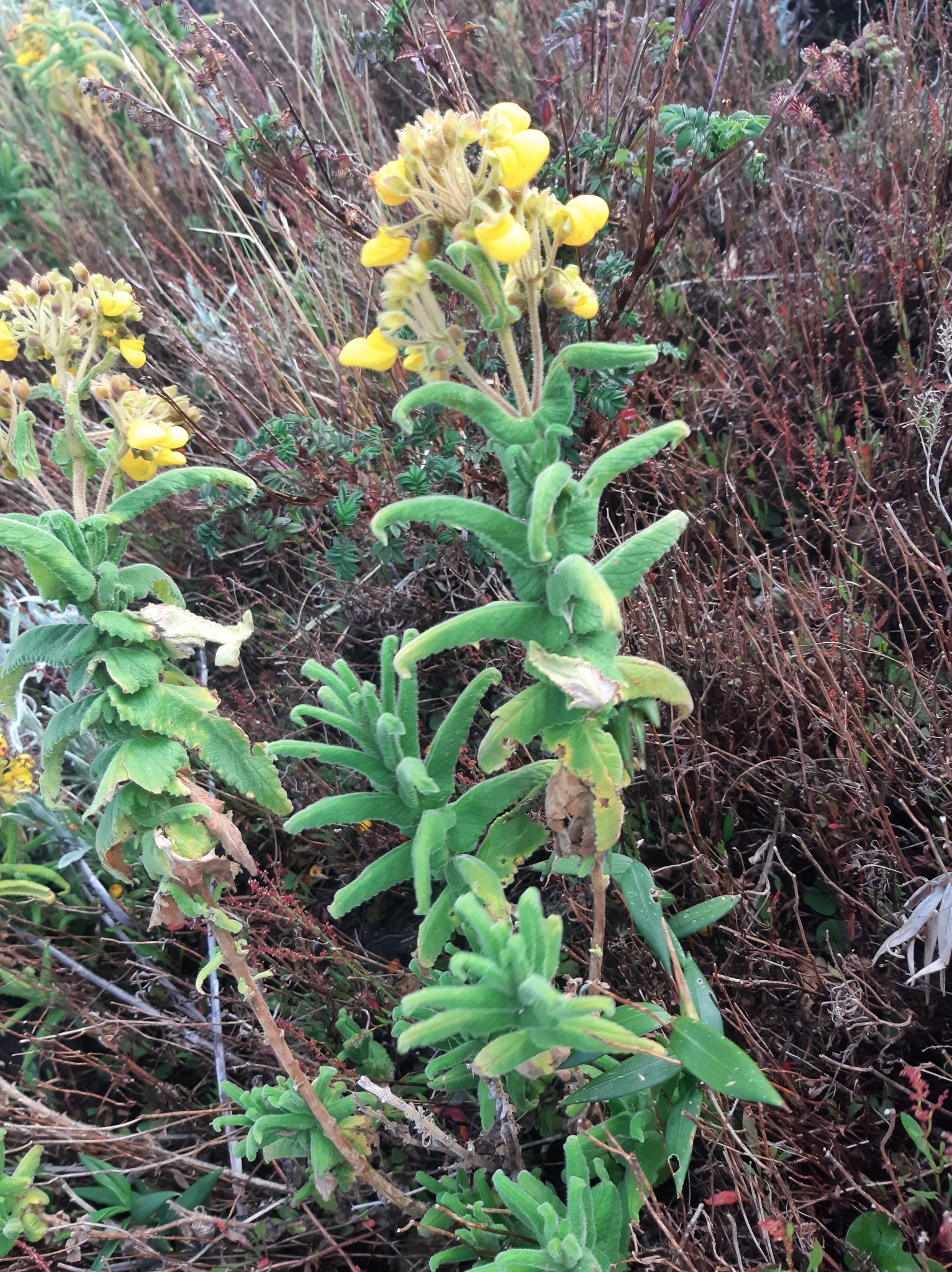 Calceolaria image