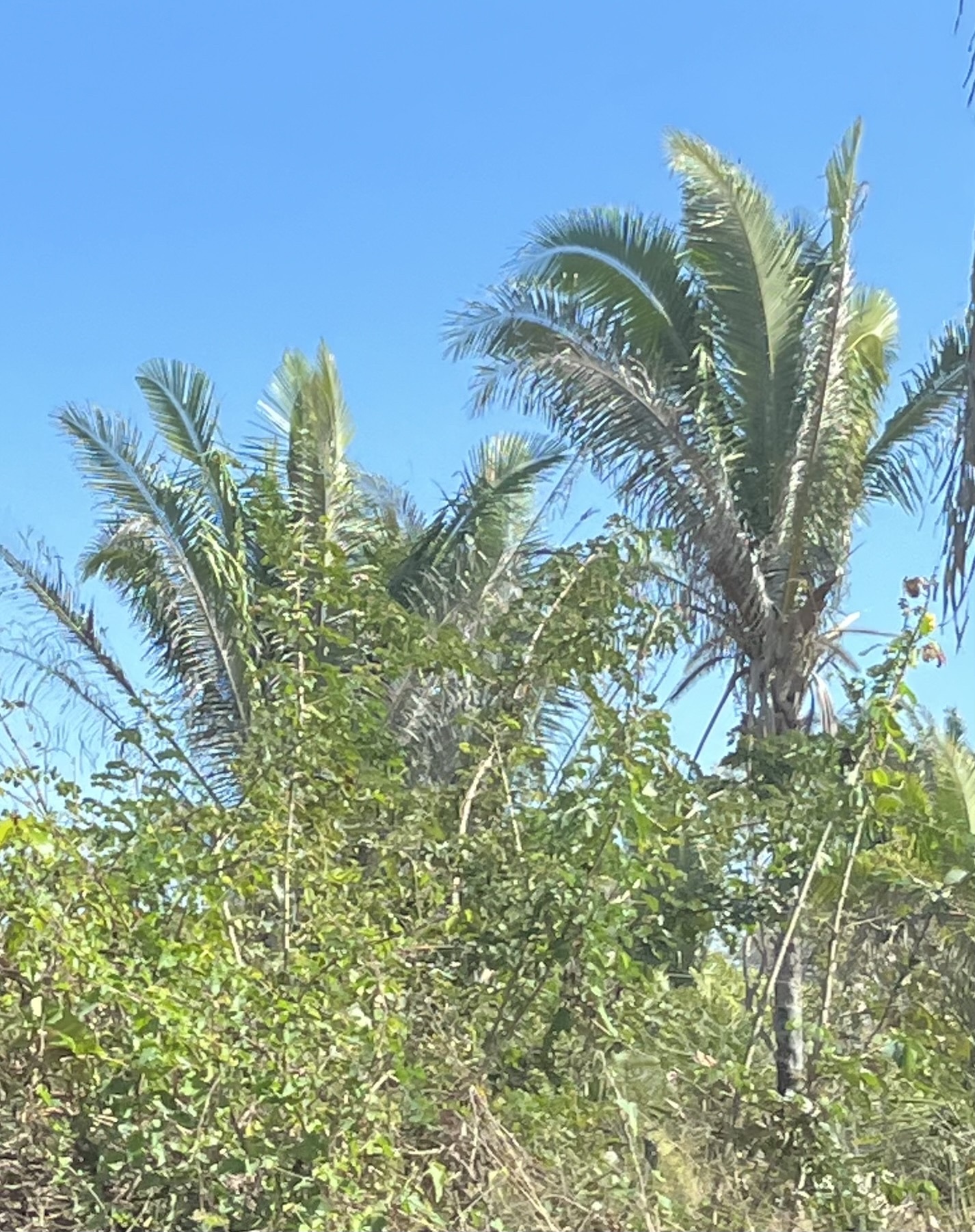 Attalea speciosa