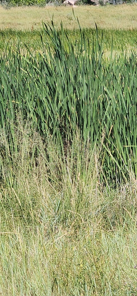 Common Reed Vermont common reed from Westminster, CO 80020, USA on July 29, 2023 at 09:30 ...