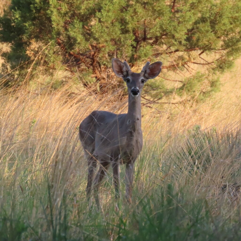 White-tailed Deer from Sierra Vista, AZ 85613 on July 29, 2023 at 06:03 ...