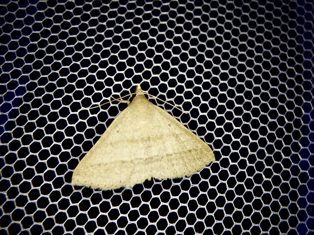 Draganodes