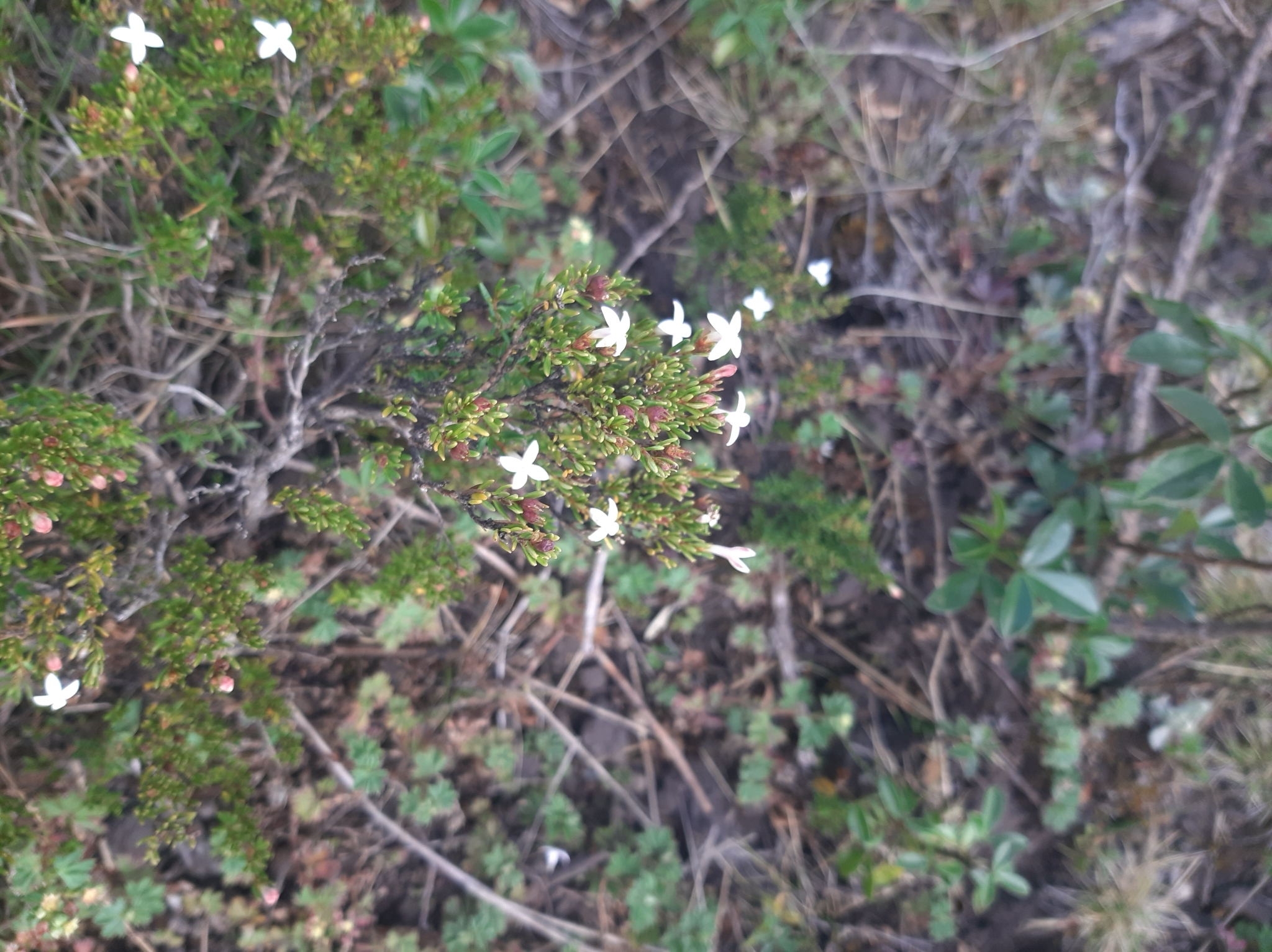 Arcytophyllum thymifolium image