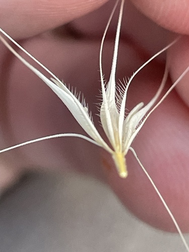 Hordeum murinum