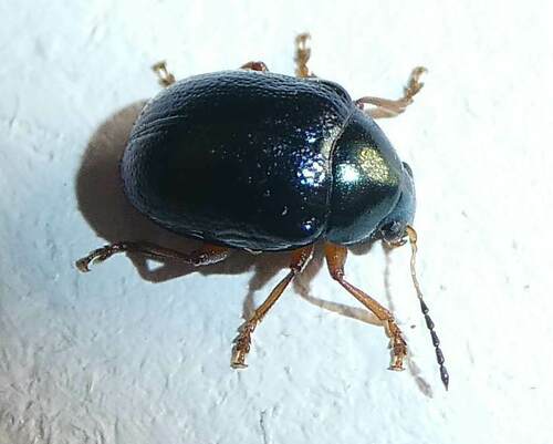 Rose Oval Leaf Beetle