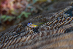 Coryphopterus lipernes