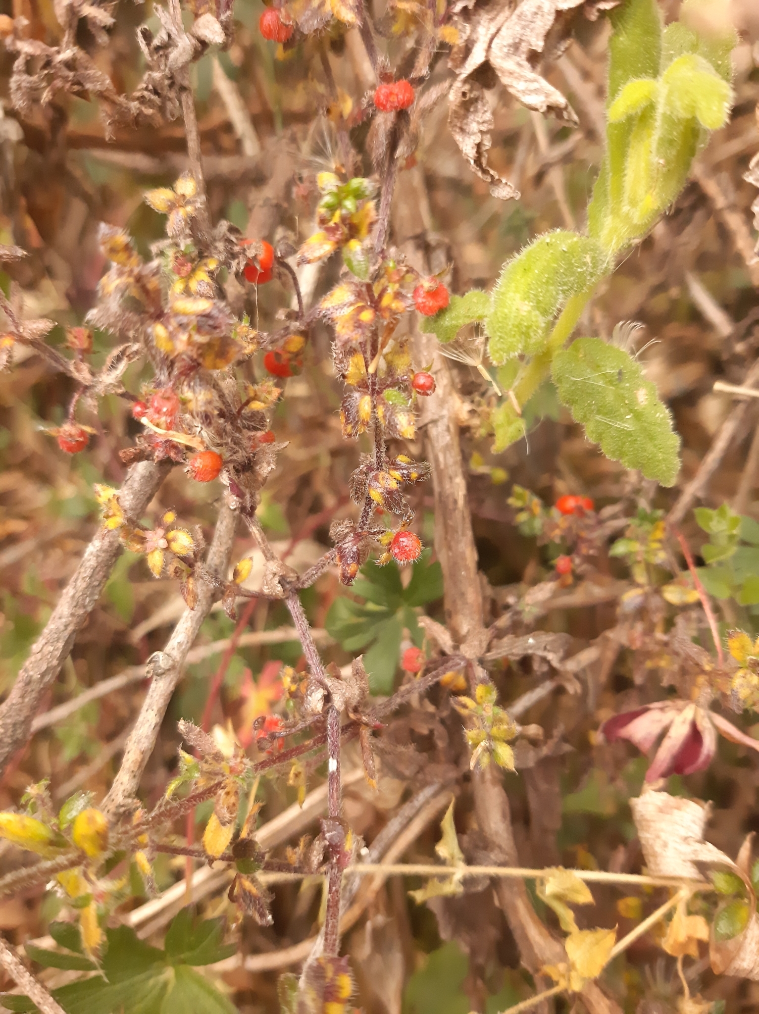 Galium hypocarpium image
