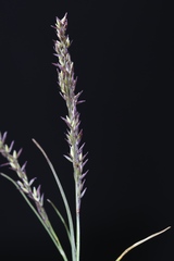 Agrostis muelleriana