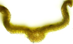 Syntrichia caninervis