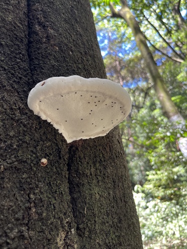 Ganoderma applanatum
