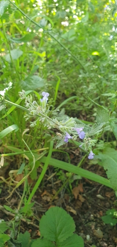 Catmint plant photo (Nepeta × faassenii)