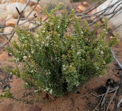 Lachnaea ruscifolia