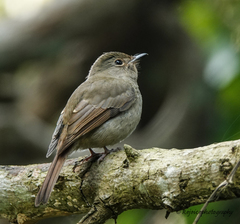 Cyornis unicolor