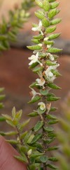 Lachnaea ruscifolia