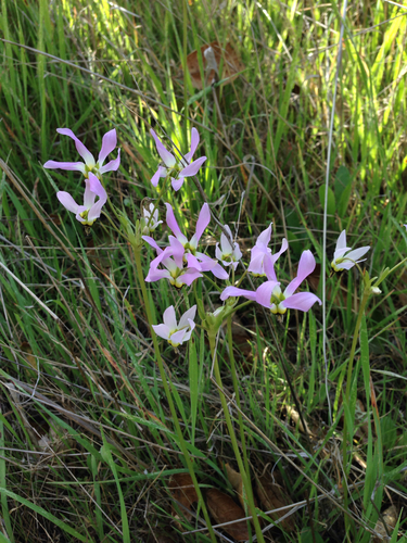 iNaturalist observation photo of Padre's Shooting Star
