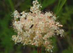 Filipendula palmata