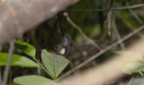 Hyalyris coeno