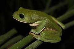 Agalychnis dacnicolor