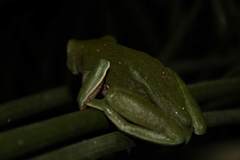 Agalychnis dacnicolor