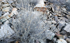 Polemoniaceae